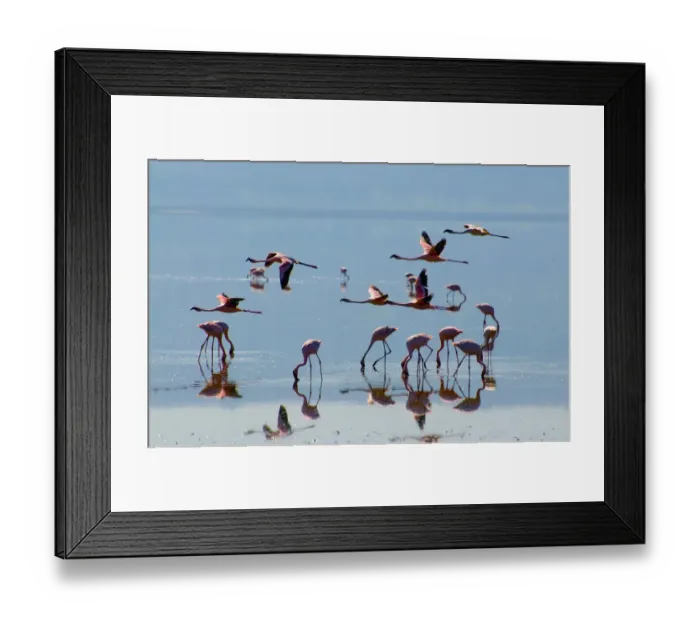 Framed Print : Lesser Flamingos Taking Flight Framed Print : Lesser Flamingos Taking Flight