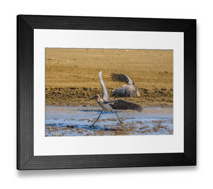 Framed Print : Marabou Stalks Framed Print : Marabou Stalks