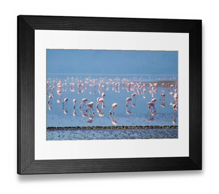 Framed Print : Lesser Flamingos Framed Print : Lesser Flamingos
