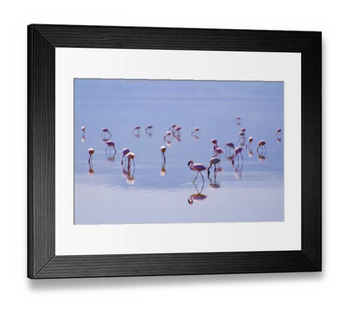 Framed Print : Lesser Flamingos Framed Print : Lesser Flamingos