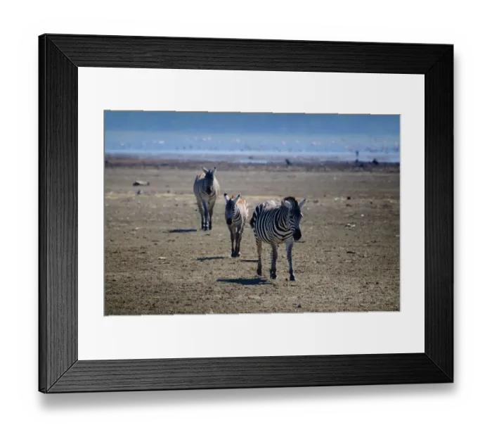 Framed Print : Zebra. Lake Nakuru, Kenya Framed Print : Zebra. Lake Nakuru, Kenya