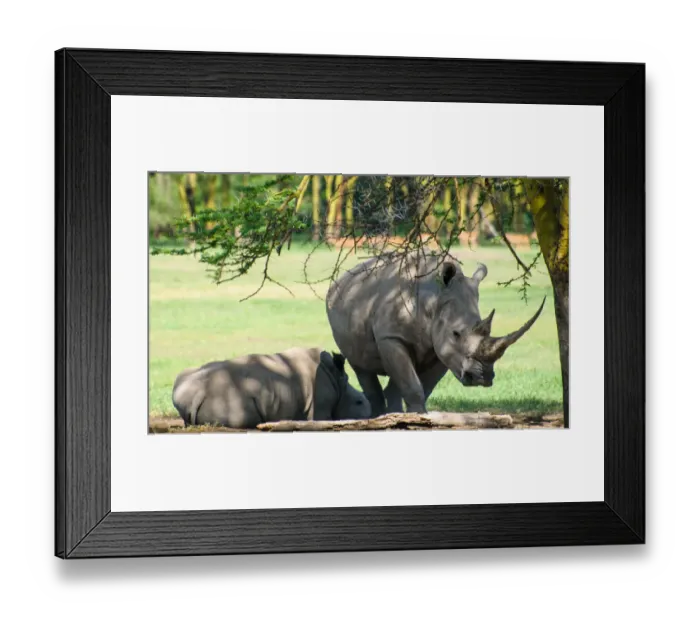 Framed Print : White Rhinoceros and Calf Framed Print : White Rhinoceros and Calf