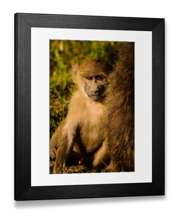 Framed Print : Young Baboon Framed Print : Young Baboon