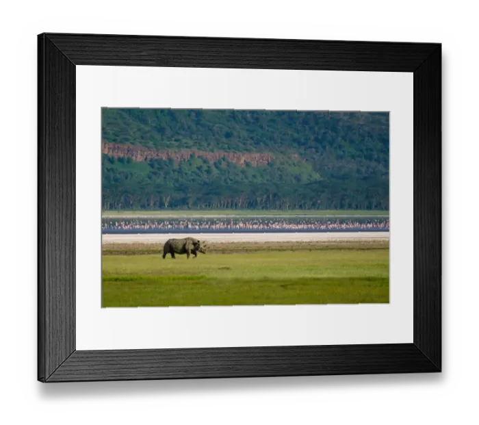 Framed Print : White Rhinoceros