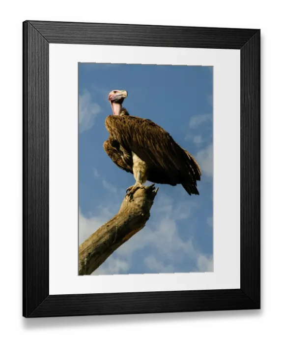 Framed Print : White-Backed Vulture Framed Print : White-Backed Vulture