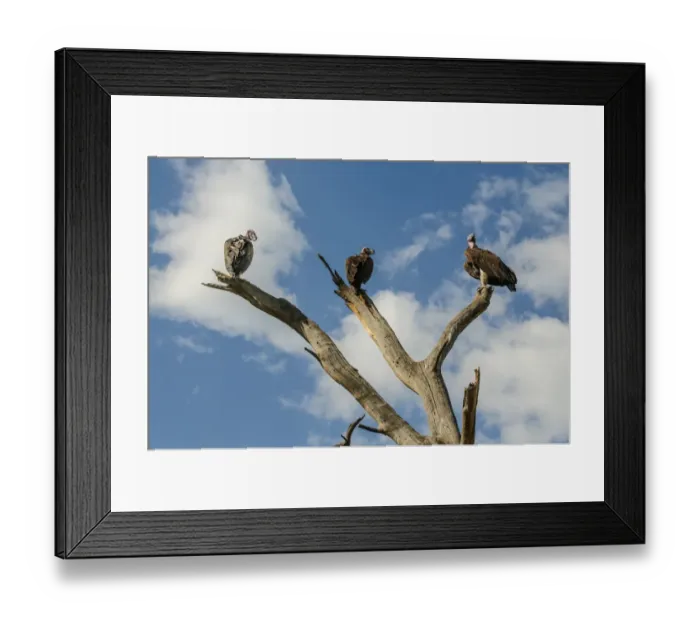 Framed Print : White-Backed Vultures Framed Print : White-Backed Vultures