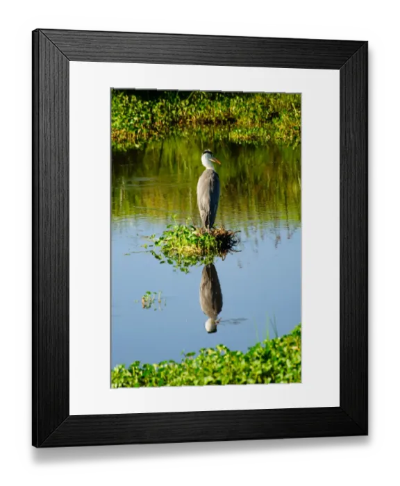 Framed Print : Reflections in Mandusi Hippo Pool Framed Print : Reflections in Mandusi Hippo Pool