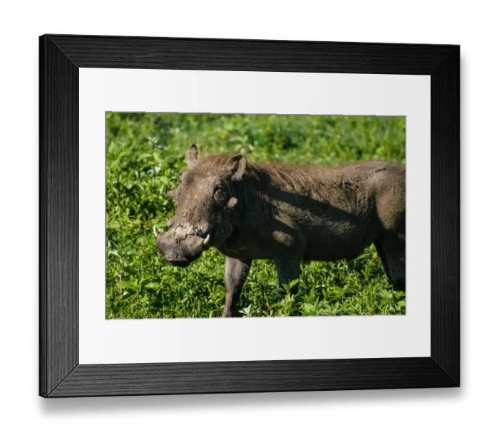 Framed Print : Warthog. Ngorongoro, Tanzania Framed Print : Warthog. Ngorongoro, Tanzania