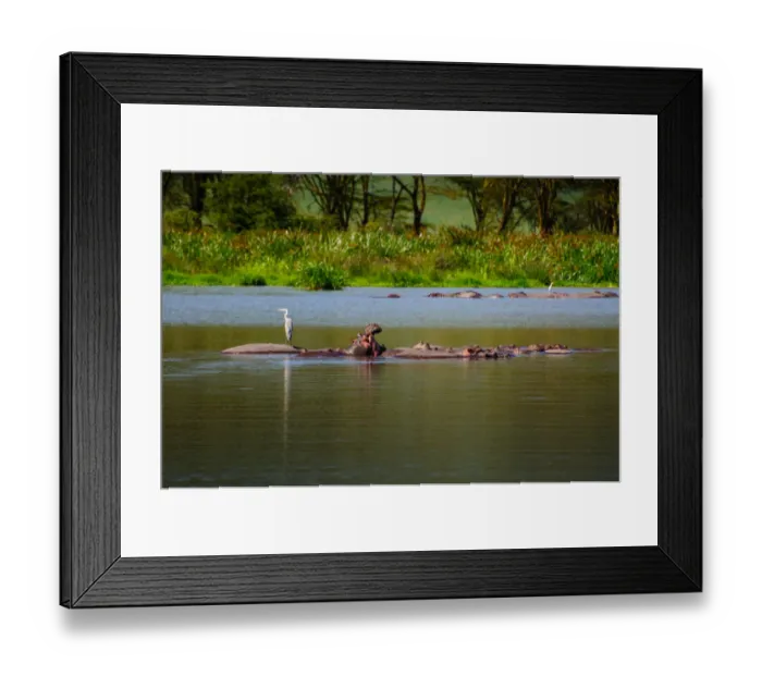 Framed Print : Hippo Pond Framed Print : Hippo Pond