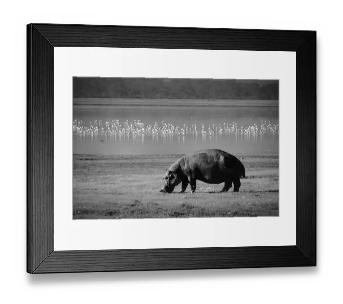 Framed Print : Hippo out of Water Framed Print : Hippo out of Water