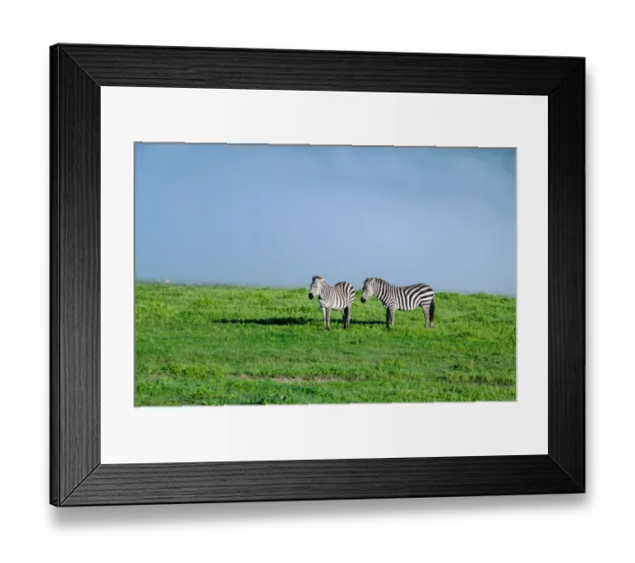 Framed Print : Zebras Flanked by Mist Framed Print : Zebras Flanked by Mist