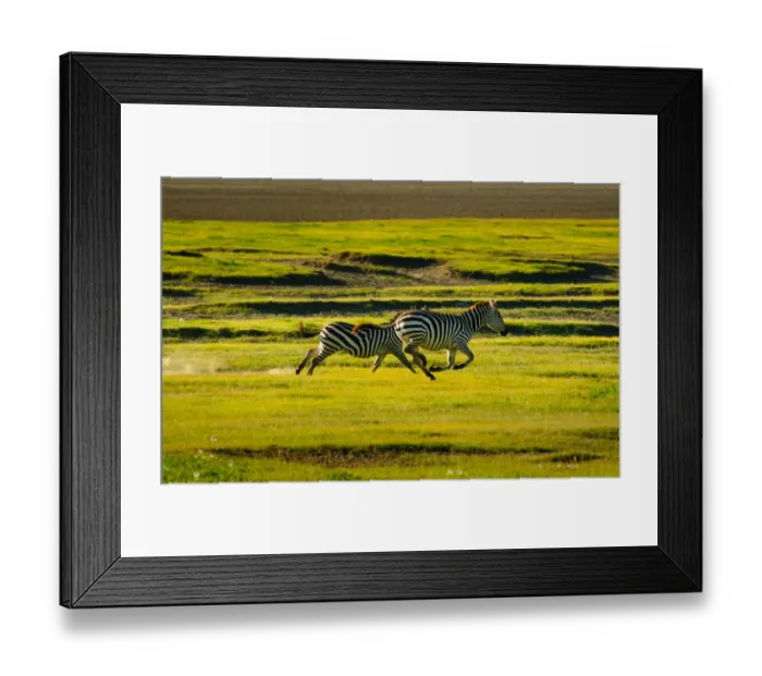 Framed Print : Zebras Racing Framed Print : Zebras Racing