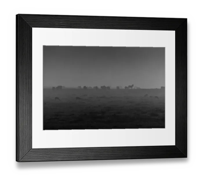 Framed Print : Zebra in Mist Framed Print : Zebra in Mist
