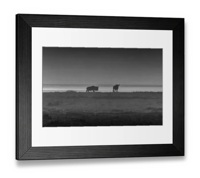 Framed Print : Wildebeest in Mist Framed Print : Wildebeest in Mist