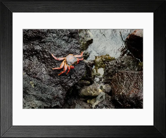 Framed Print : Red Crab on a rock Framed Print : Red Crab on a rock