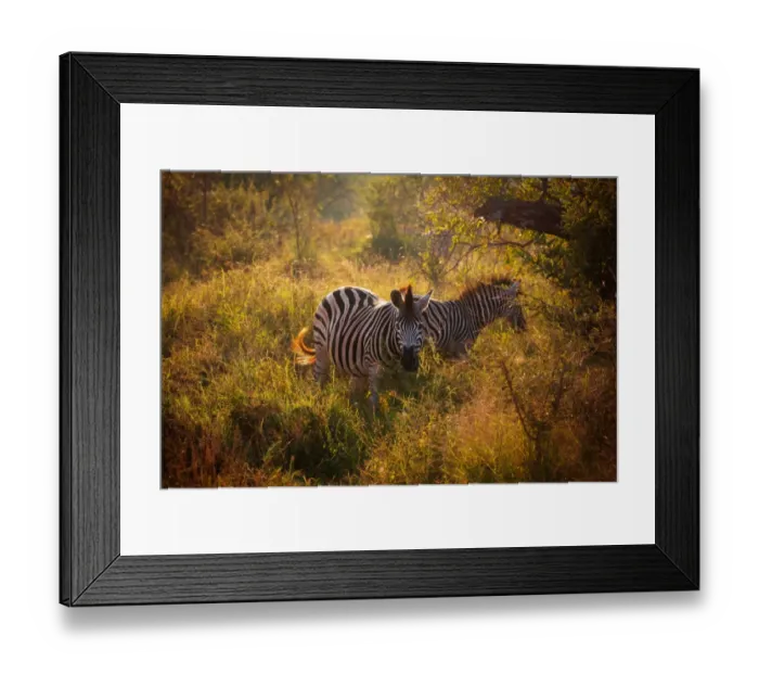 Framed Print : Burchells Zebras in the Morning Light, Kruger National Park, South Africa Framed Print : Burchells Zebras in the Morning Light, Kruger National Park, South Africa