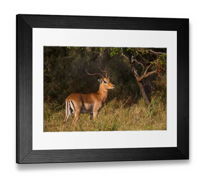 Framed Print : A Male Impala with Lyre-Shaped Horns, White Tail and Several Black Markings, Kruger National Park, South Africa