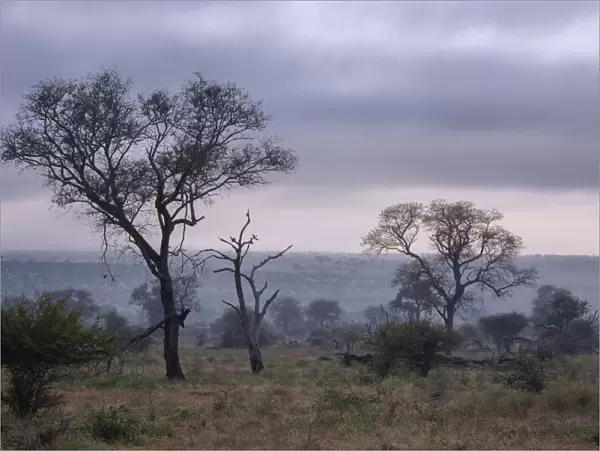 View of South African Trees and Scrubs in the Misty Foggy Morning at Kruger National Park, South Africa