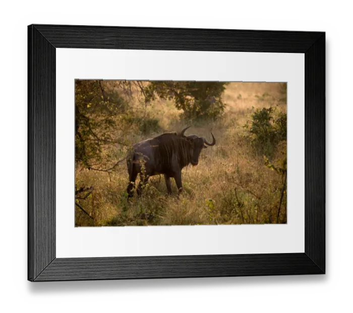 Framed Print : A Blue Wildebeest in the Morning Light, Kruger National Park, South Africa Framed Print : A Blue Wildebeest in the Morning Light, Kruger National Park, South Africa