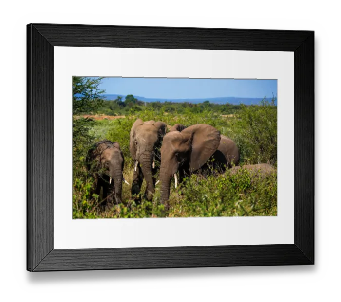 Framed Print : A Family of Kruger Elephants And Their Calf, Kruger National Park, South Africa Framed Print : A Family of Kruger Elephants And Their Calf, Kruger National Park, South Africa