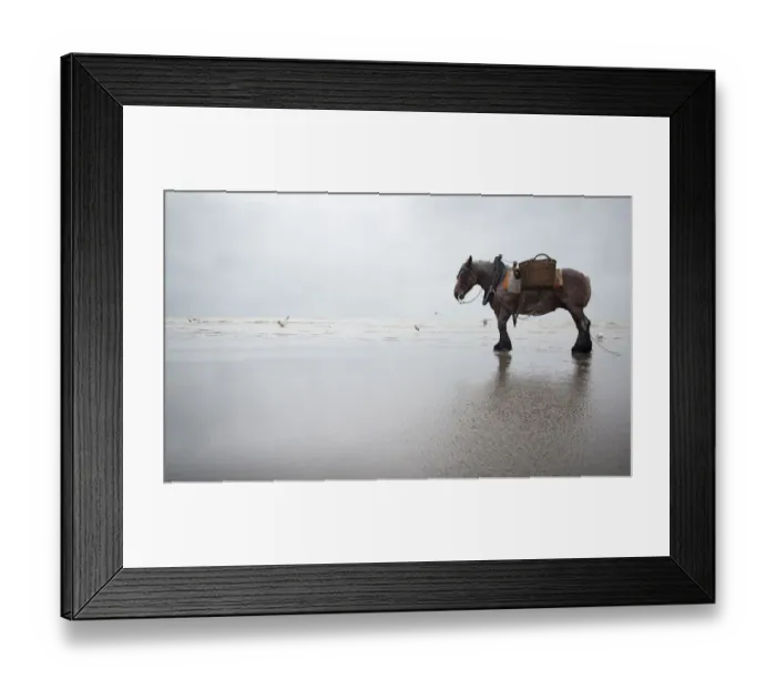 Framed Print : Horse fishing at the belgian seaside Framed Print : Horse fishing at the belgian seaside