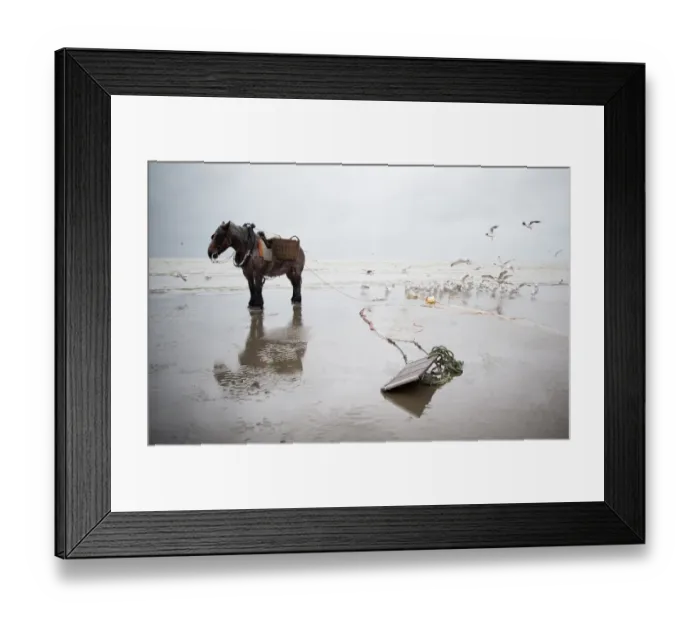 Framed Print : Horse fishing at the belgian seaside Framed Print : Horse fishing at the belgian seaside