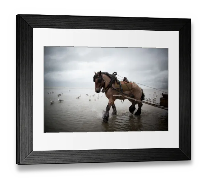 Framed Print : Horse fishing at the belgian seaside Framed Print : Horse fishing at the belgian seaside