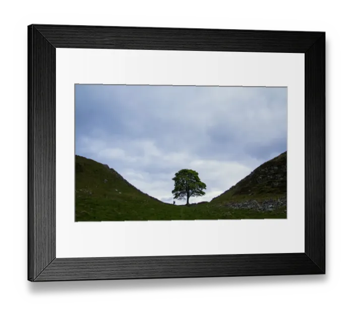 Framed Print : Sycamore gap, iconic place along Hadrians wall, England Framed Print : Sycamore gap, iconic place along Hadrians wall, England