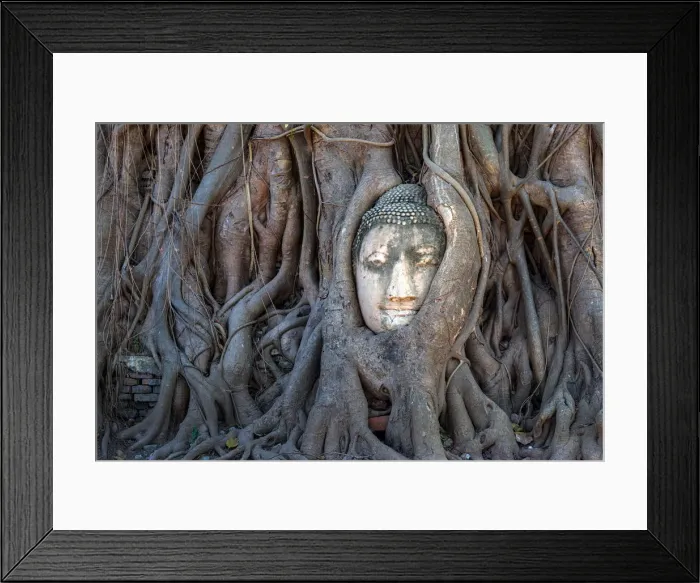 Framed Print : Head of Buddha statue in tree root, Ayuthaya Framed Print : Head of Buddha statue in tree root, Ayuthaya