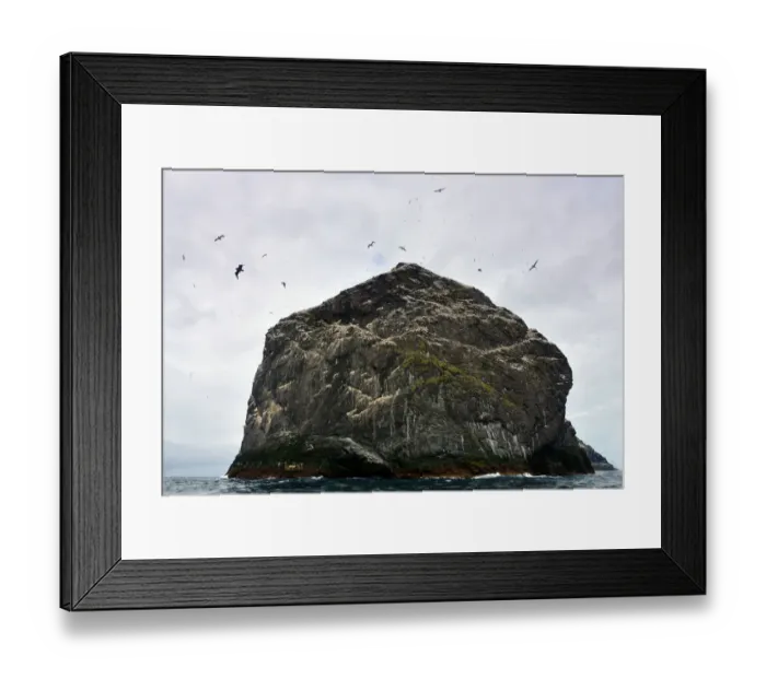 Framed Print : Gannet colony in St Kilda Framed Print : Gannet colony in St Kilda