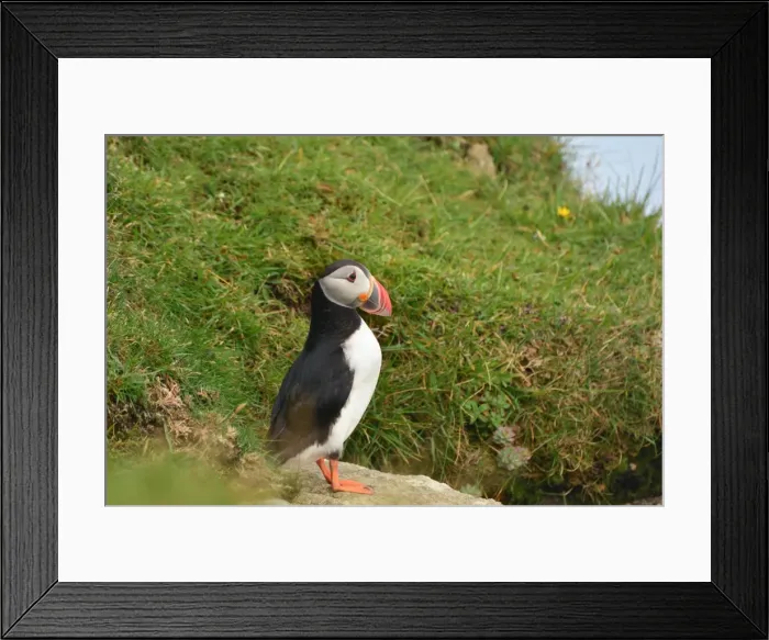 Framed Print : Puffin on a cliff Framed Print : Puffin on a cliff