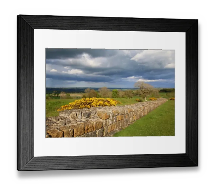 Framed Print : Hadrians wall in England, near Black carts turret Framed Print : Hadrians wall in England, near Black carts turret