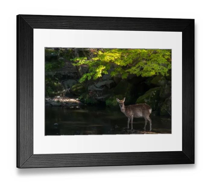 Framed Print : deer in nara park Framed Print : deer in nara park