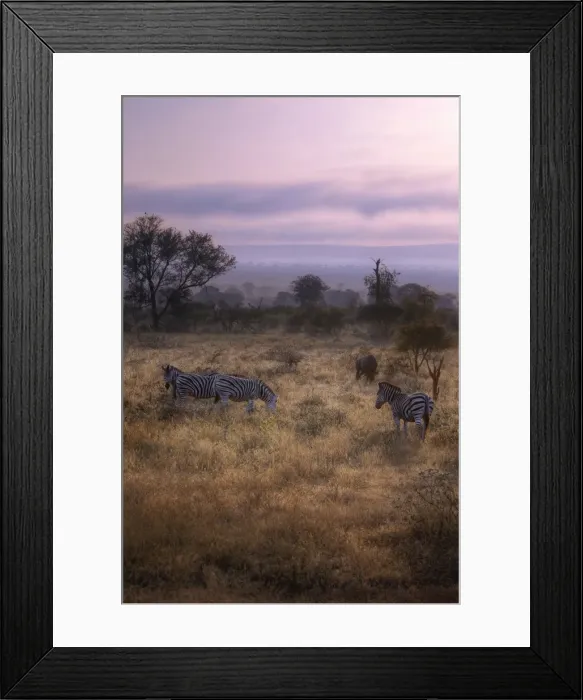 Framed Print : Sunrise With the Zebras & Wildebeest, Kruger National Park, South Africa Framed Print : Sunrise With the Zebras & Wildebeest, Kruger National Park, South Africa