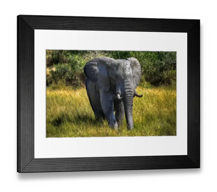 Framed Print : A Wet And Muddy Kruger Elephant, Kruger National Park, South Africa n Framed Print : A Wet And Muddy Kruger Elephant, Kruger National Park, South Africa n