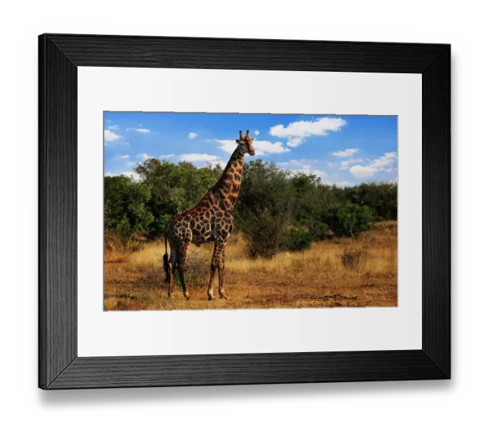 Framed Print : South African Giraffe, Kruger National Park, South Africa Framed Print : South African Giraffe, Kruger National Park, South Africa