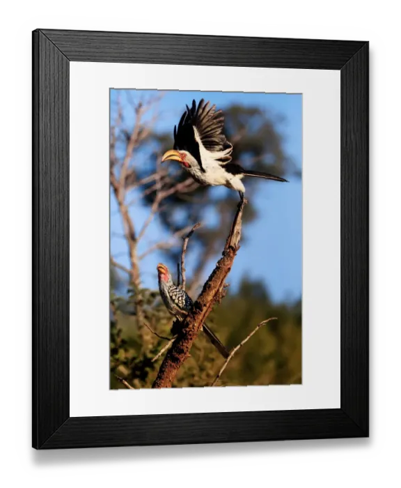 Framed Print : Southern Yellow-Billed Hornbills (The Banana Birds), Kruger National Park, South Africa