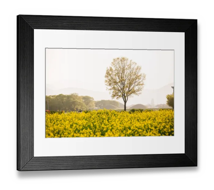Framed Print : Spring Flowers at Gyeongju Historic Area Framed Print : Spring Flowers at Gyeongju Historic Area
