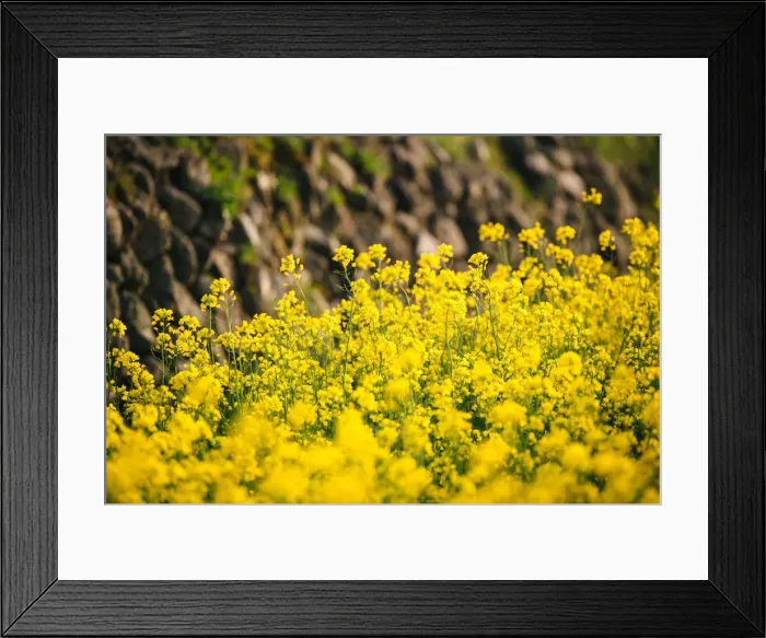 Framed Print : Spring Flowers at Gyeongju Historic Area Framed Print : Spring Flowers at Gyeongju Historic Area