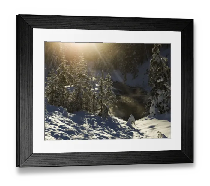 Framed Print : Snow covered trees, Yoho National Park Framed Print : Snow covered trees, Yoho National Park