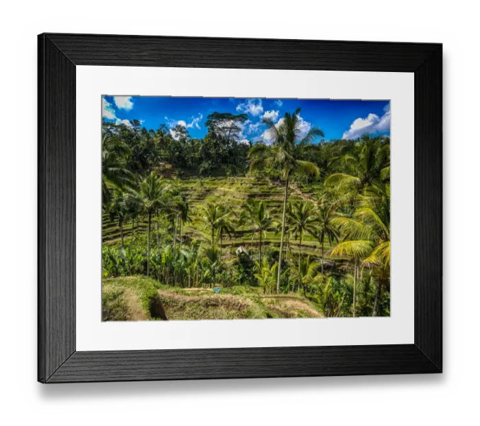 Framed Print : Rice Plantation in Bali Framed Print : Rice Plantation in Bali