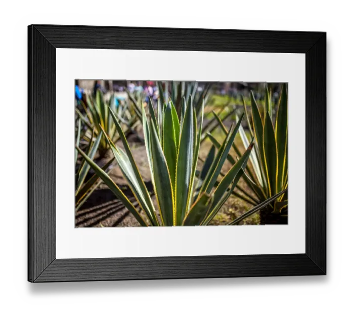 Framed Print : Agave plant outside Mexico City Cathedral Framed Print : Agave plant outside Mexico City Cathedral
