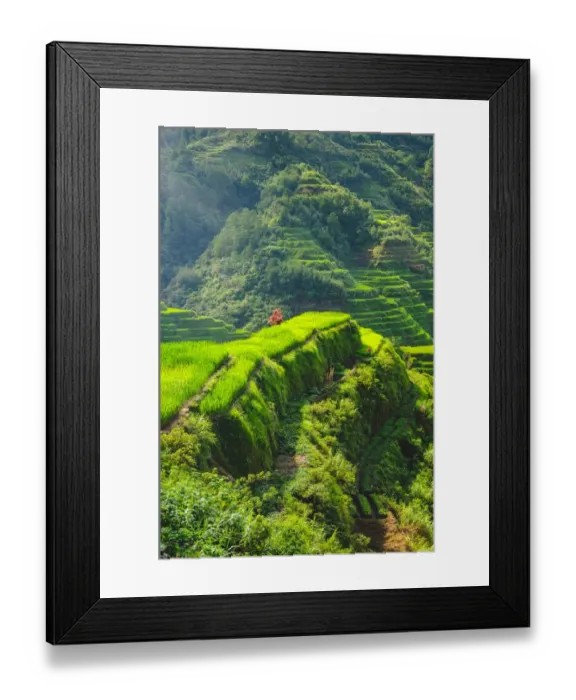 Framed Print : Banaue rice cliff Framed Print : Banaue rice cliff