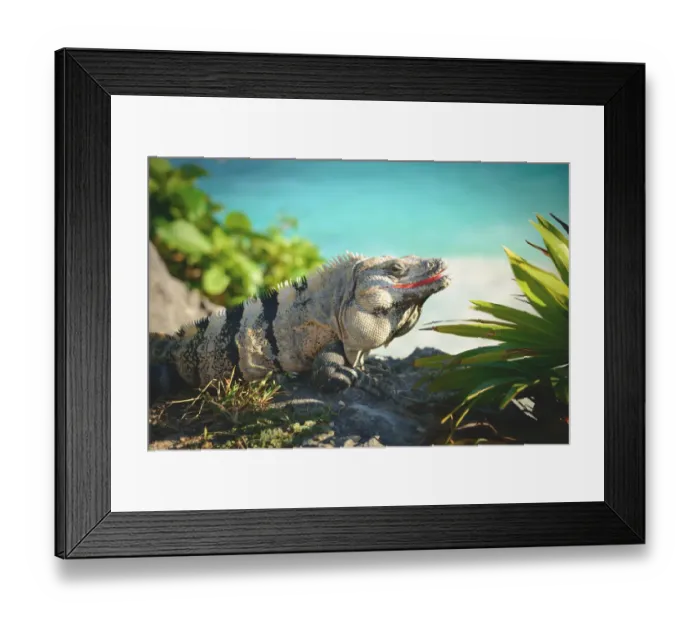 Framed Print : Tulum Iguana Framed Print : Tulum Iguana