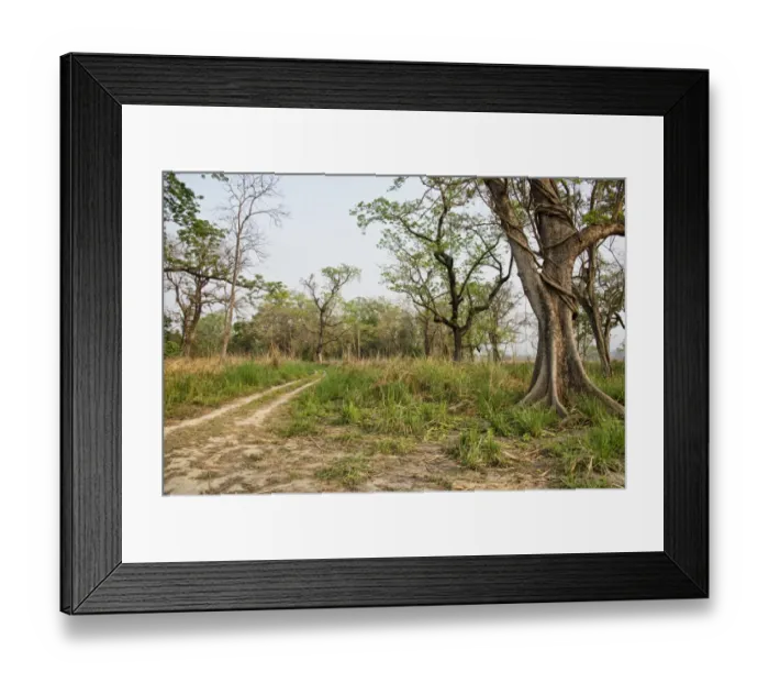 Framed Print : Chitwan National Park in Nepal Framed Print : Chitwan National Park in Nepal