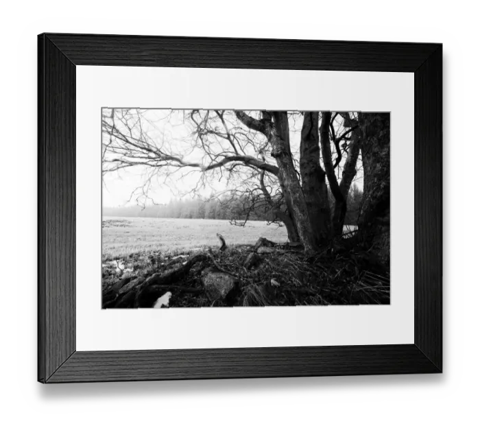 Framed Print : Bare and gnarled old beech trees Framed Print : Bare and gnarled old beech trees