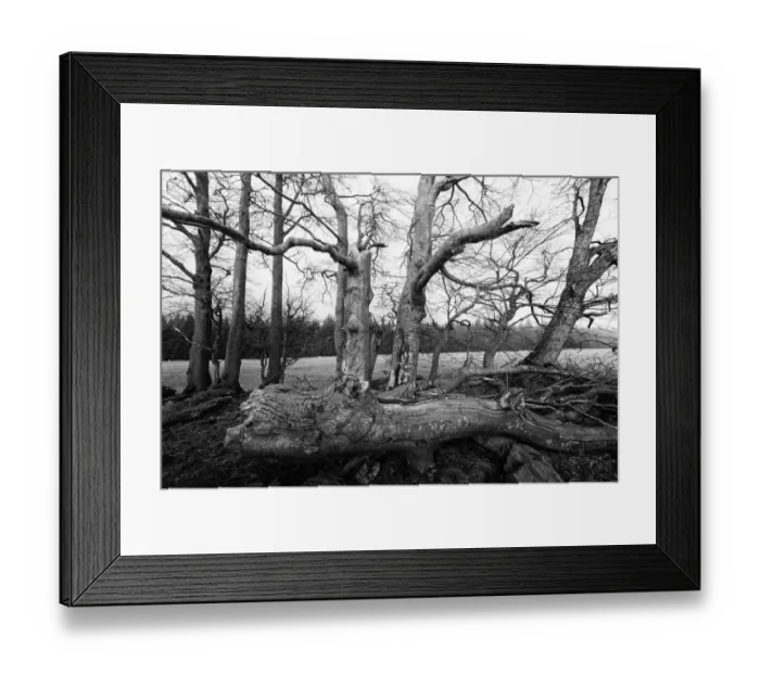 Framed Print : Bare and gnarled old beech trees
