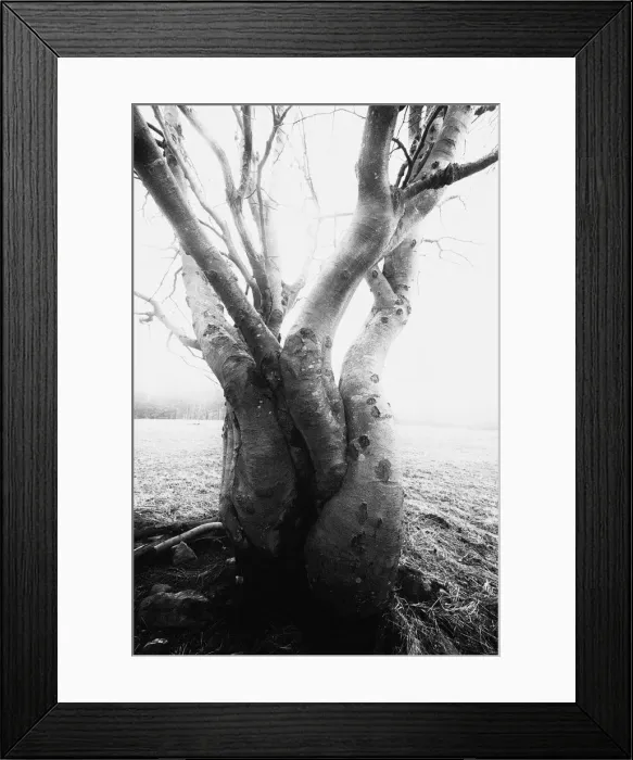 Framed Print : Bare and gnarled old beech trees Framed Print : Bare and gnarled old beech trees
