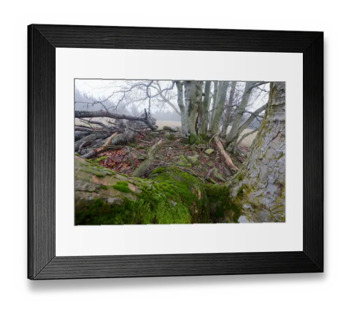 Framed Print : Old gnarled beech and maple trees covered in moss Framed Print : Old gnarled beech and maple trees covered in moss