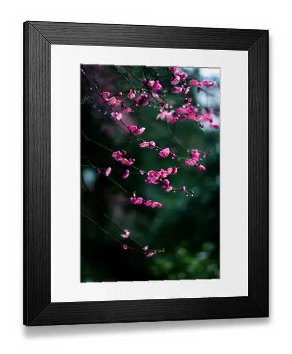 Framed Print : Plum blossoms in Hangzhou Framed Print : Plum blossoms in Hangzhou